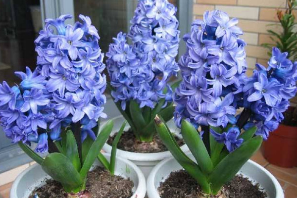 風(fēng)信子花謝后怎么處理，繼續(xù)栽培或冷藏保存種球