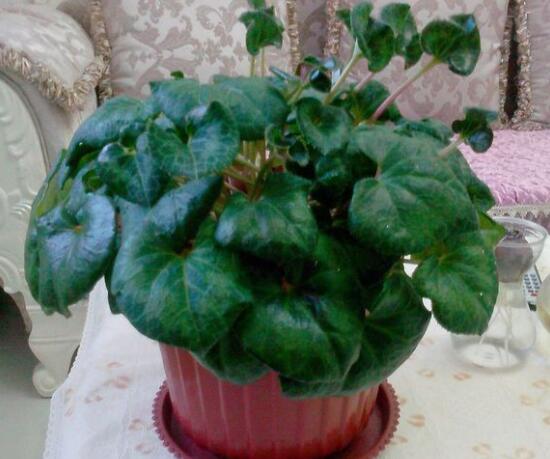 仙客來為什么不開花，仙客來不開花怎么辦