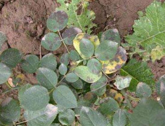 月季花葉子枯萎原因，月季花葉子枯萎了怎么辦