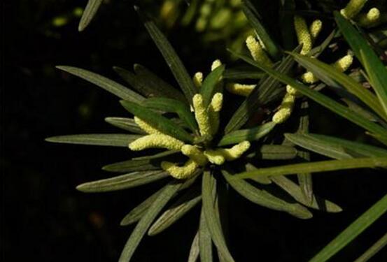 羅漢松會開花嗎，羅漢松開花三年一開