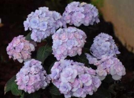 繡球花種子種植方法，擇健康飽滿種子、合適土壤