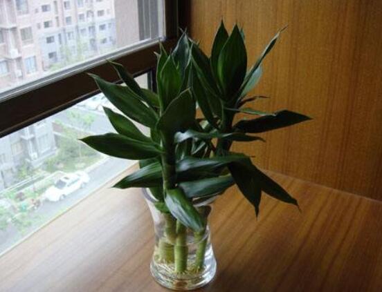 如何養(yǎng)好富貴竹，教你兩種最好養(yǎng)殖技巧(水養(yǎng)與土養(yǎng))