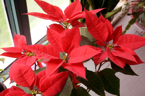 一品紅好養(yǎng)嗎，老農(nóng)總結(jié)一品紅養(yǎng)殖5大要點