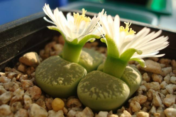 生石花最合適光照度，只需要在夏季適當(dāng)遮陰即可