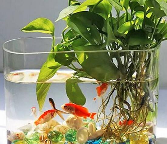 水培綠蘿可以養(yǎng)魚嗎，綠蘿怎么水培方法圖解