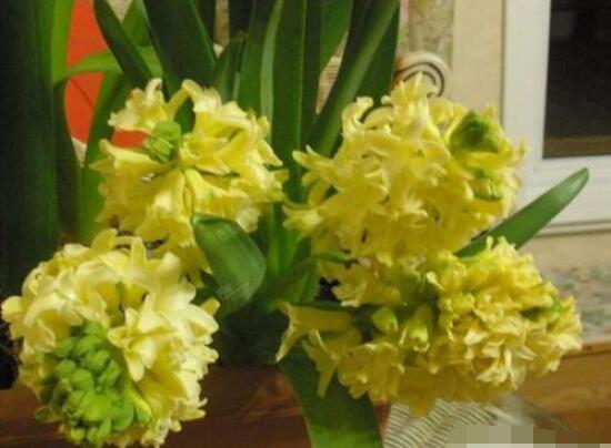 風(fēng)信子花代表什么意思，代表著永遠(yuǎn)的懷念、重生的愛