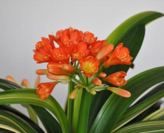 君子蘭開花前怎么養(yǎng)護(hù)，只需要做好四個要點即可(花大色艷)