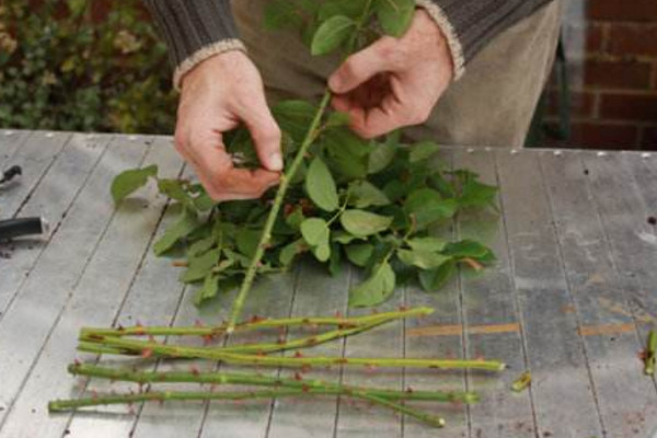 玫瑰扦插生根最快方法，從以下4步來進行