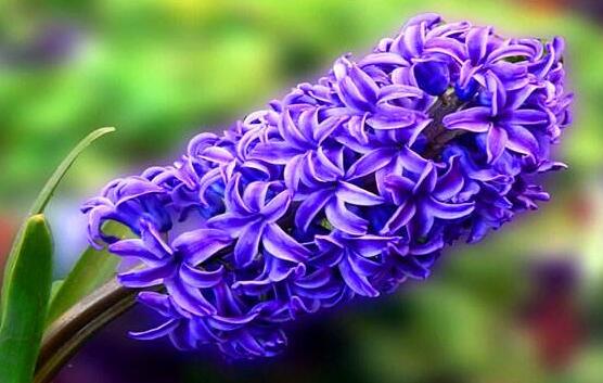 風(fēng)信子的花語，點(diǎn)燃生命之火，永遠(yuǎn)的懷念