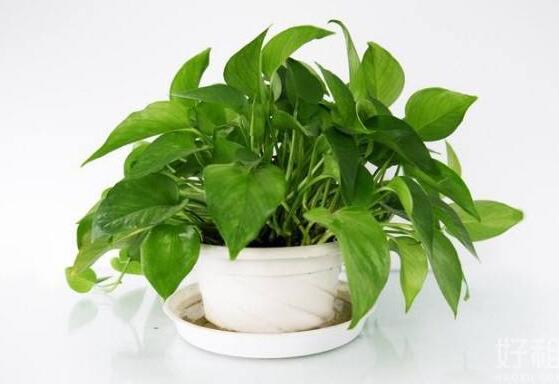 大葉綠蘿的養(yǎng)殖方法和注意事項，老農(nóng)總結(jié)七大養(yǎng)殖方法