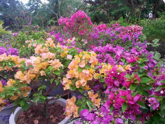 三角梅爛根處理辦法，三角梅七大爛根處理辦法