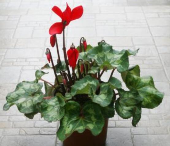 仙客來休眠后怎樣催芽，及時降溫、適當(dāng)遮陰/保持盆土微濕潤