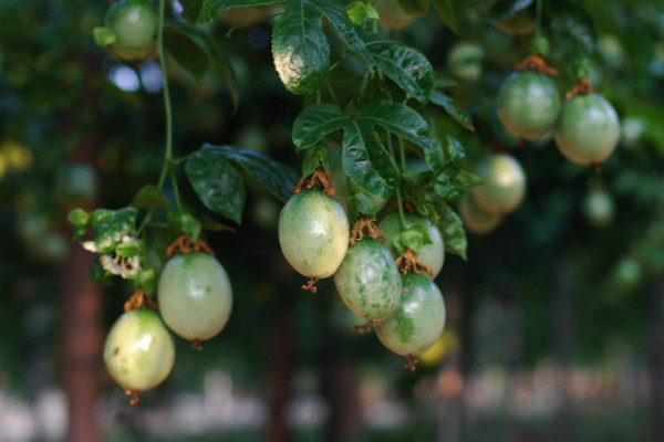 百香果秋天怎么養(yǎng)，接受日均7~8小時的光照滋養(yǎng)