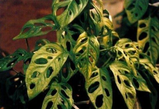 龜背竹葉子發(fā)黃怎么辦，龜背竹葉子發(fā)黃解決辦法