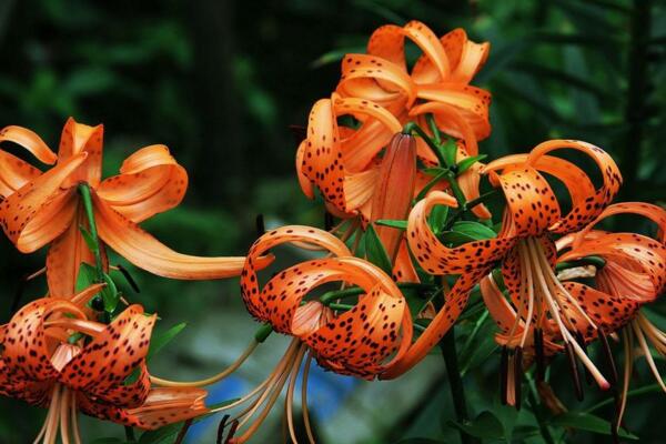 百合的品種介紹，香水百合是百合中的女王