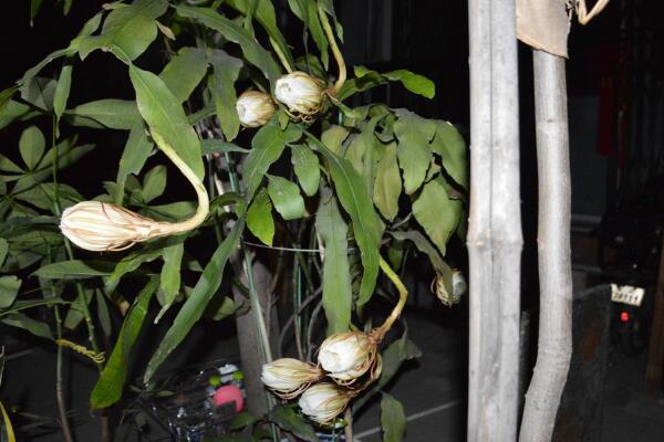 曇花花后如何處理，及時進行修剪并補充養(yǎng)分