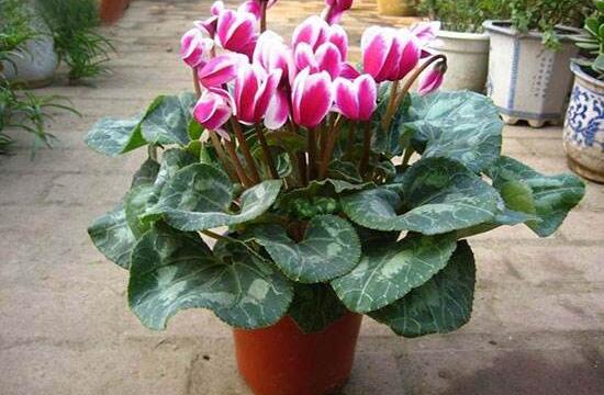 仙客來怎么澆水，仙客來多久澆一次水/三天澆次水