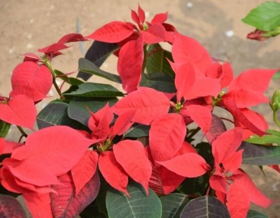 一品紅花語寓意是什么，代表著為你一路降妖除魔