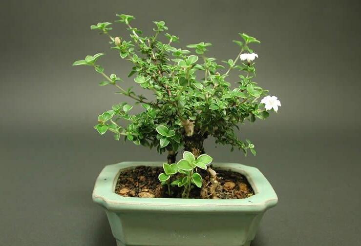 六月雪盆景為啥不吉利，其實(shí)是一種被人誤解的植物