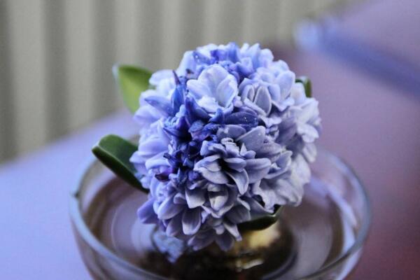 藍色風(fēng)信子好養(yǎng)嗎，新手必須要掌握的5大要點