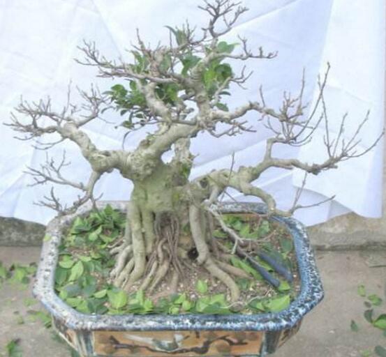 榕樹盆景怎么修剪，榕樹盆景修剪方法