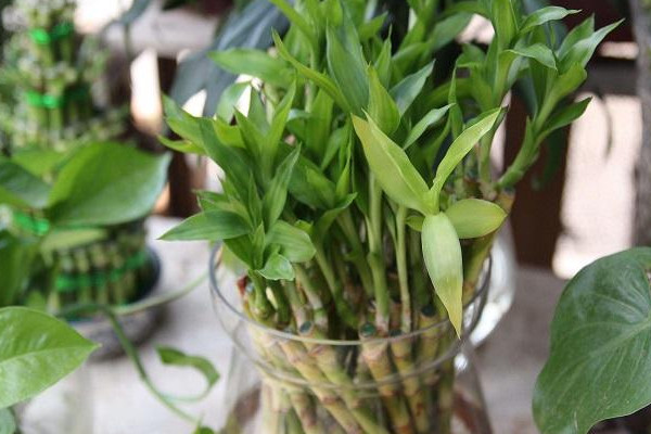 富貴竹怎么養(yǎng)才能生根，做好根莖處理工作保持溫度