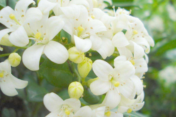 九里香花期有多長,花期一般有四個月(4-8月)