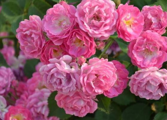 薔薇花怎么澆水，薔薇花澆水方法