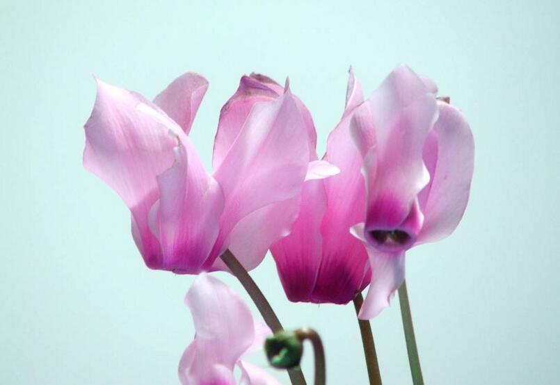 仙客來扦插方法，選擇健康的杵插基質(zhì)很重要