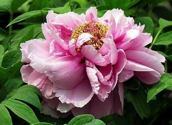 家庭盆栽牡丹花怎么養(yǎng)護，老農總結六個要點促進花大色艷