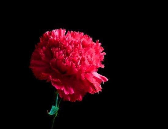 康乃馨鮮花怎么保鮮，七個基本方法方可百日鮮