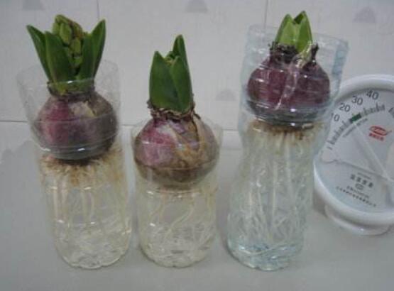 冬天能水培風(fēng)信子么，可以/保持溫暖環(huán)境、注意水溫