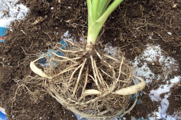 吊蘭怎樣剪枝移栽，土培和水培移栽皆可