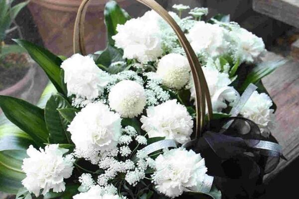 康乃馨花的圖片，不同顏色對應不同花語