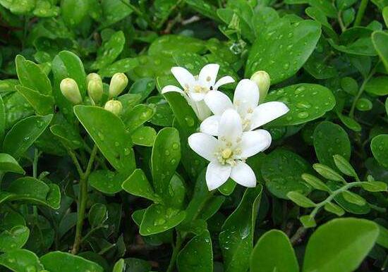 九里香冬天怎么施肥，九里香施什么肥好