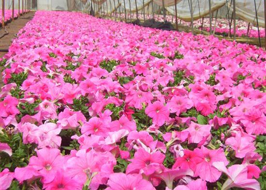 牽?；ǖ钠贩N，盤點(diǎn)牽牛花最美的六大品種