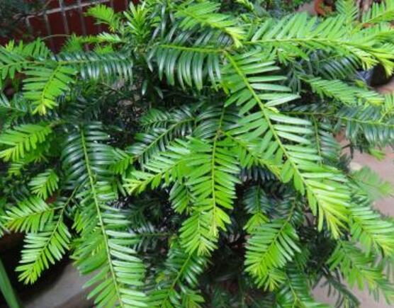 紅豆杉怎么施肥，遠(yuǎn)離根部施薄肥