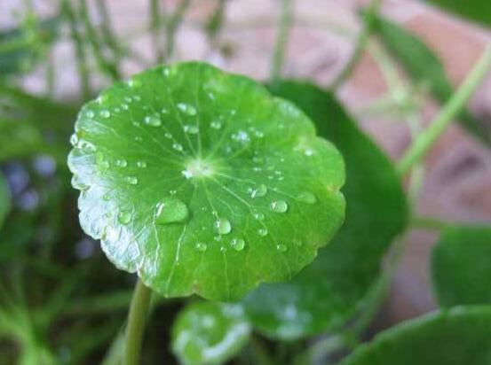 銅錢草怎么澆水，最適水溫22-28度