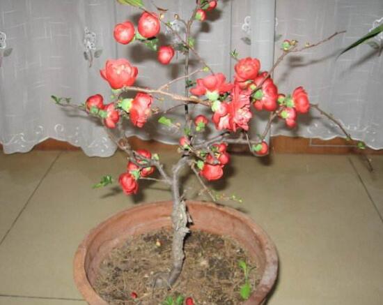 海棠花怎么修剪，海棠花的修剪圖解