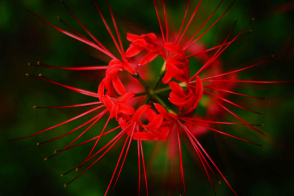 彼岸花為什么不能養(yǎng)，寓意不好影響心情