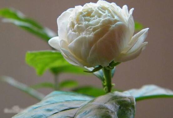 茉莉花的花語(yǔ)，茉莉花花語(yǔ)代表著你是我的