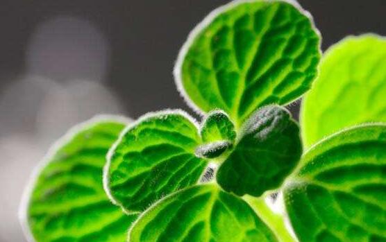 碰碰香怎么施肥，生長期時候施肥可以讓它長的更旺盛