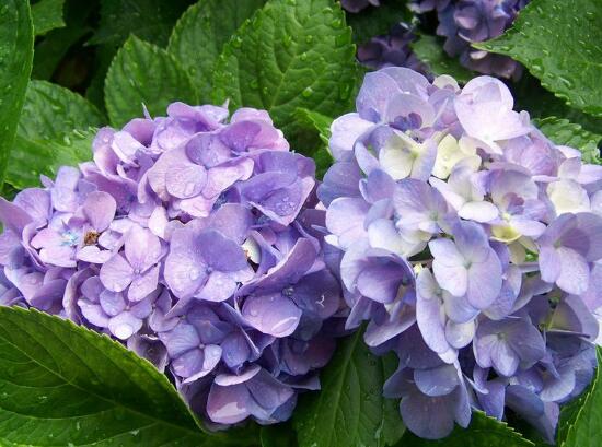 繡球花有毒嗎，繡球花可以放室內(nèi)嗎