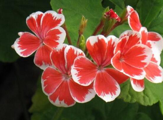 天竺葵的水扦插方法，做好四個(gè)簡(jiǎn)單步驟扦插爆盆