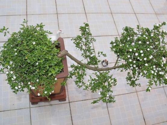 六月雪怎么繁殖，六月雪三大繁殖方法