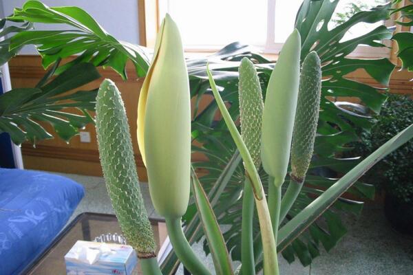 龜背竹的繁殖方法圖解，扦插、分株、播種三種方法