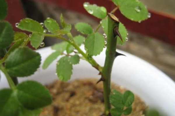 玫瑰扦插方法，選擇半木質(zhì)化插穗扦插繁殖