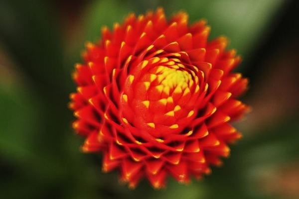 鴻運(yùn)當(dāng)頭花發(fā)黑怎么辦，分根種植可再次開花