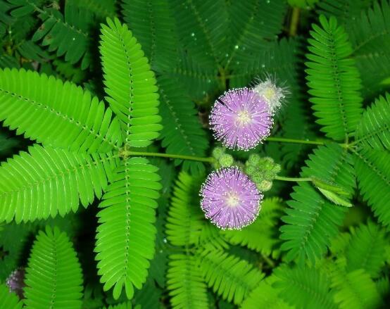 含羞草的作用與功效，預(yù)測地震、消腫止痛