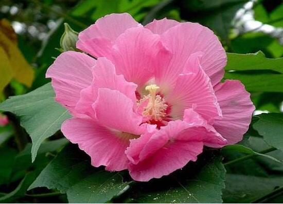 芙蓉花的作用，盤點(diǎn)芙蓉花六大作用